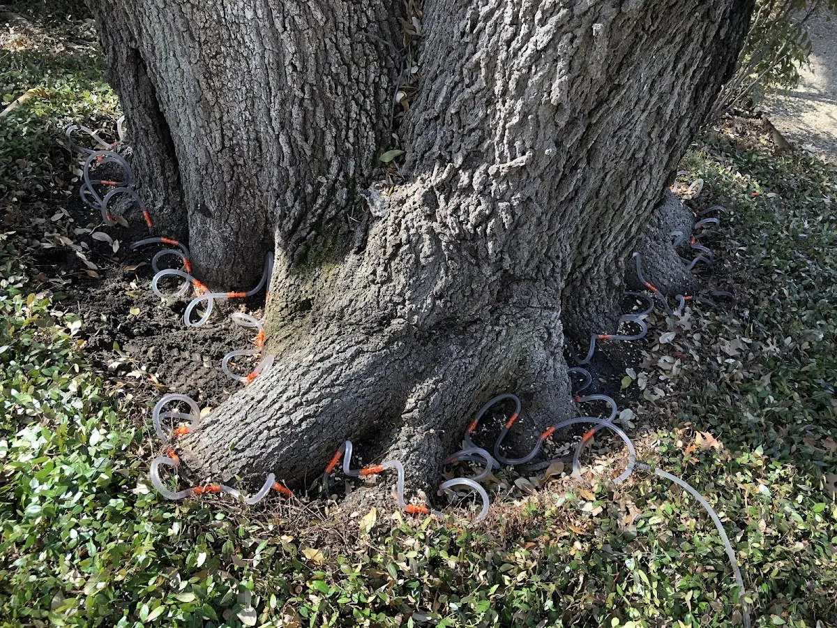 Detailed Tree Cabling and Bracing job site in East Concord