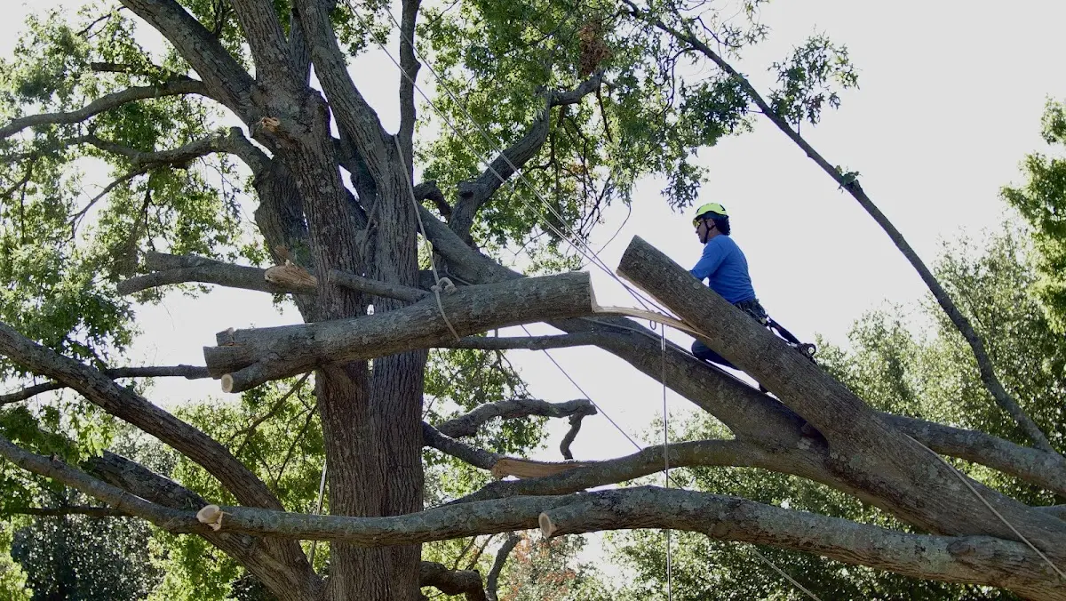 Professional Crown Thinning performed by certified arborists in East Concord