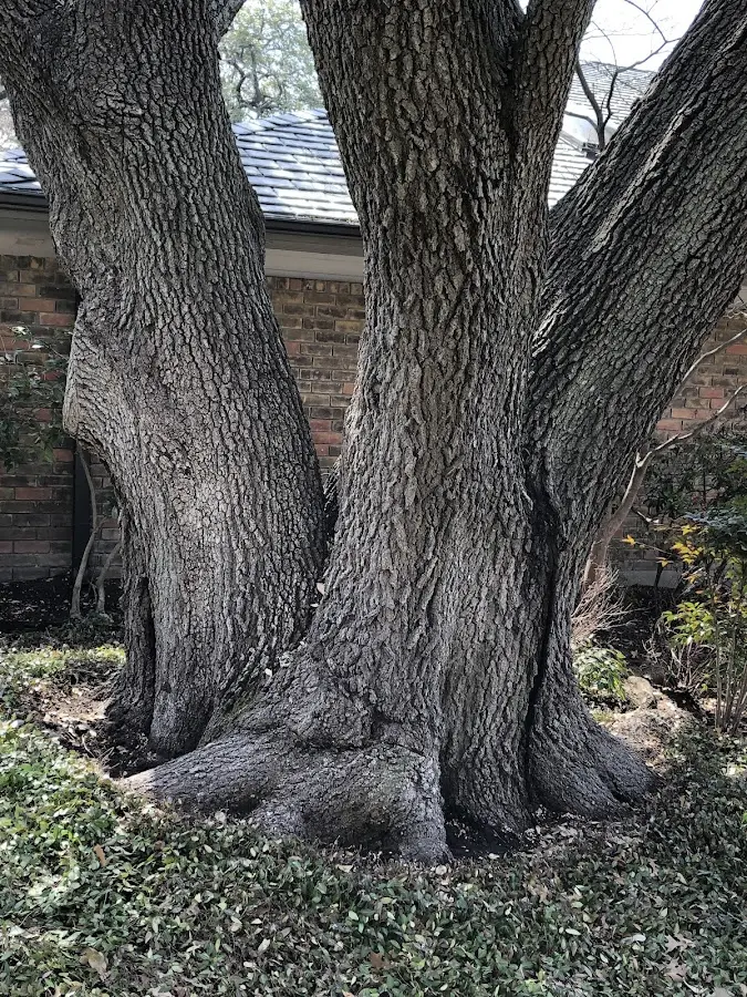 Mature heritage tree close to a East Concord property cared for by certified arborists